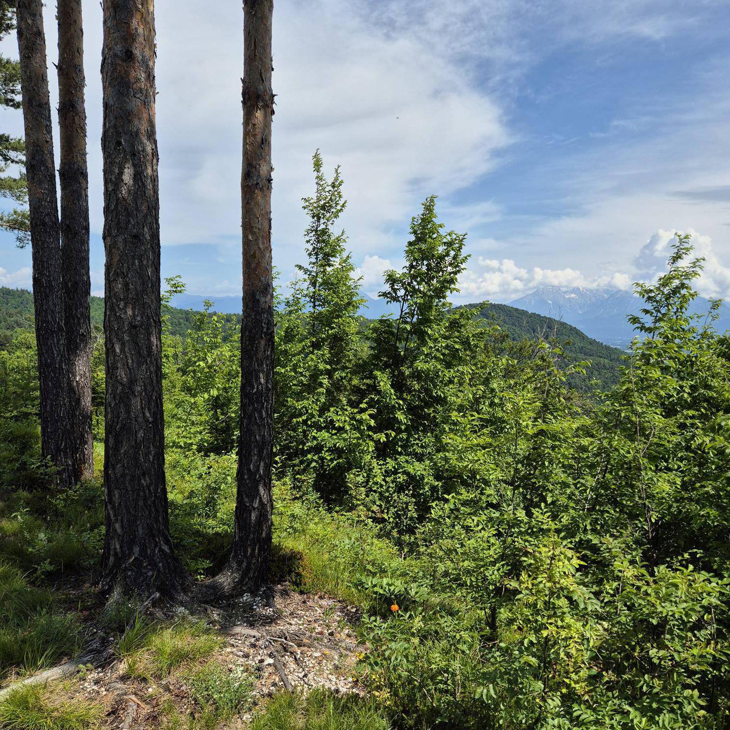 Grič (nad Ločnico) main photo