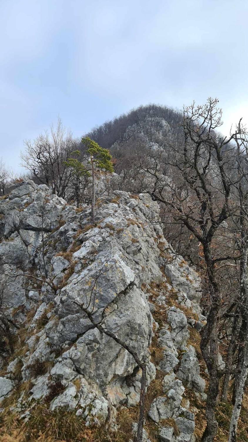 Kozjek main photo
