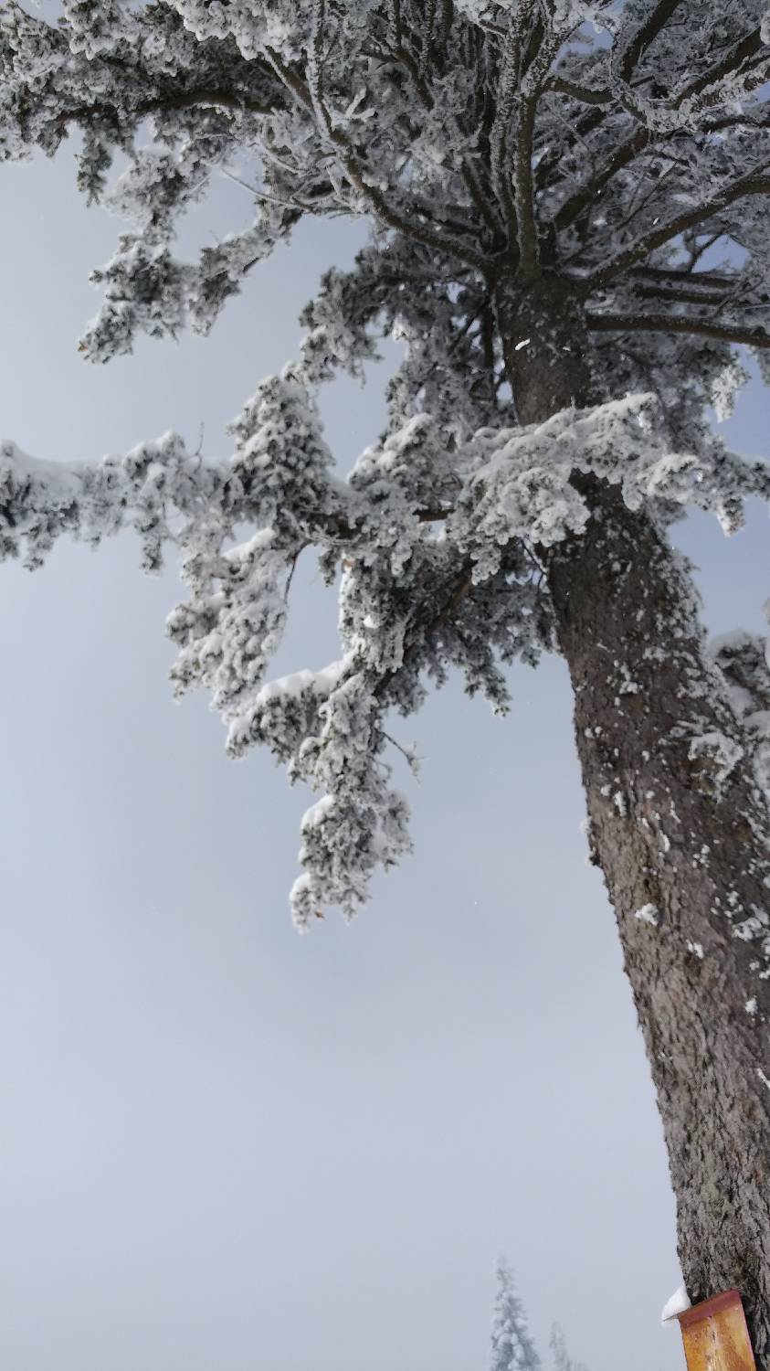 Parkirišče nad Kranjskim rakom - Mala planina slika 18