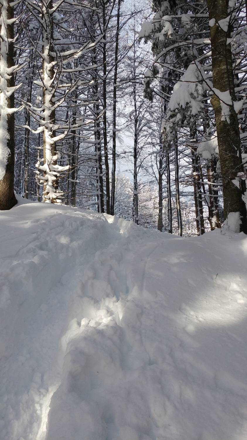 Parkirišče nad Kranjskim rakom - Mala planina slika 8