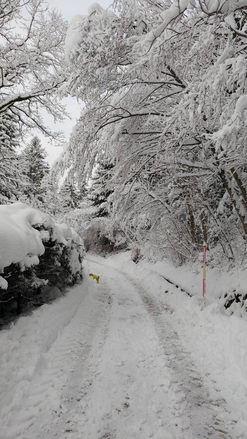 Brezje pri Tržiču - Koča na Dobrči slika 6