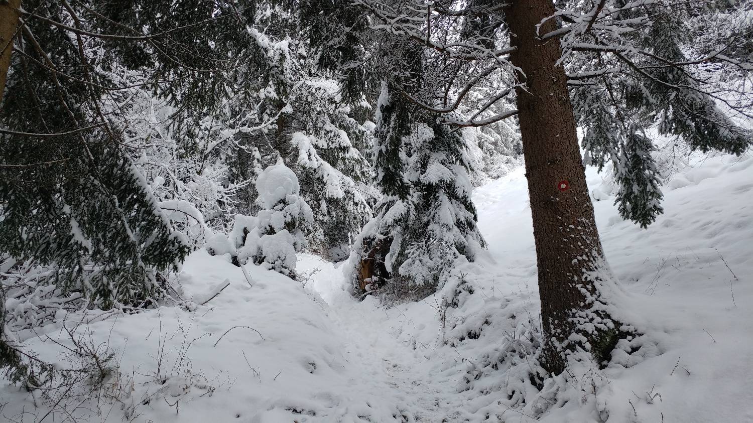 Brezje pri Tržiču - Koča na Dobrči slika 9