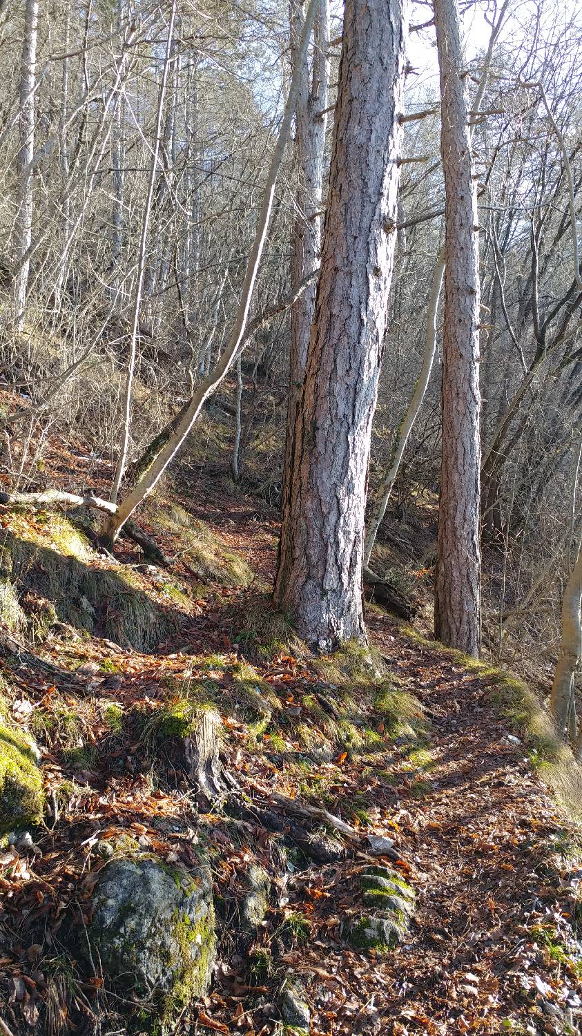 Parkirišče nad Žabčami - Žabijski vrh slika 6