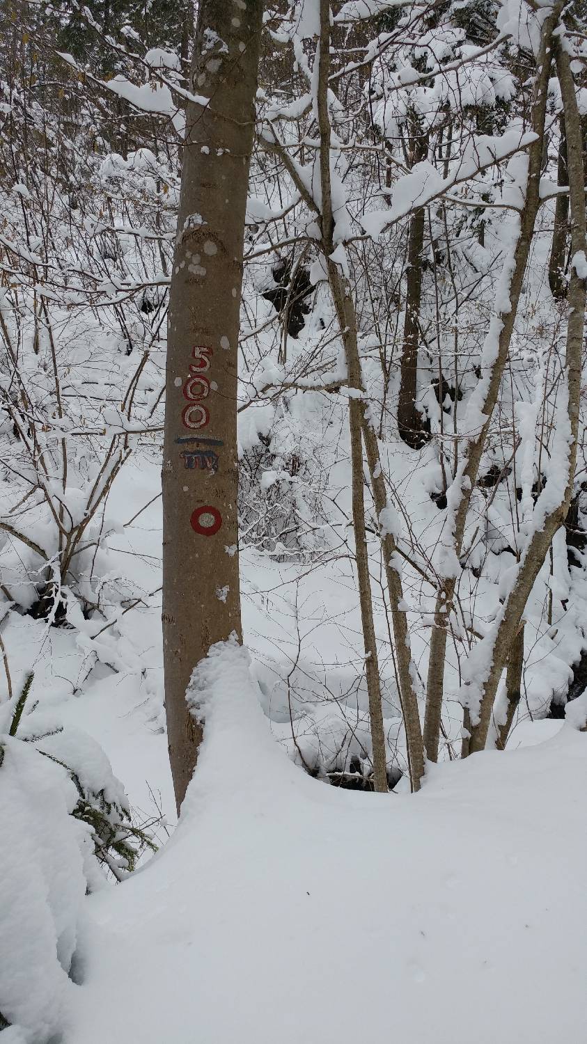 Briše - Polhograjska gora slika 3