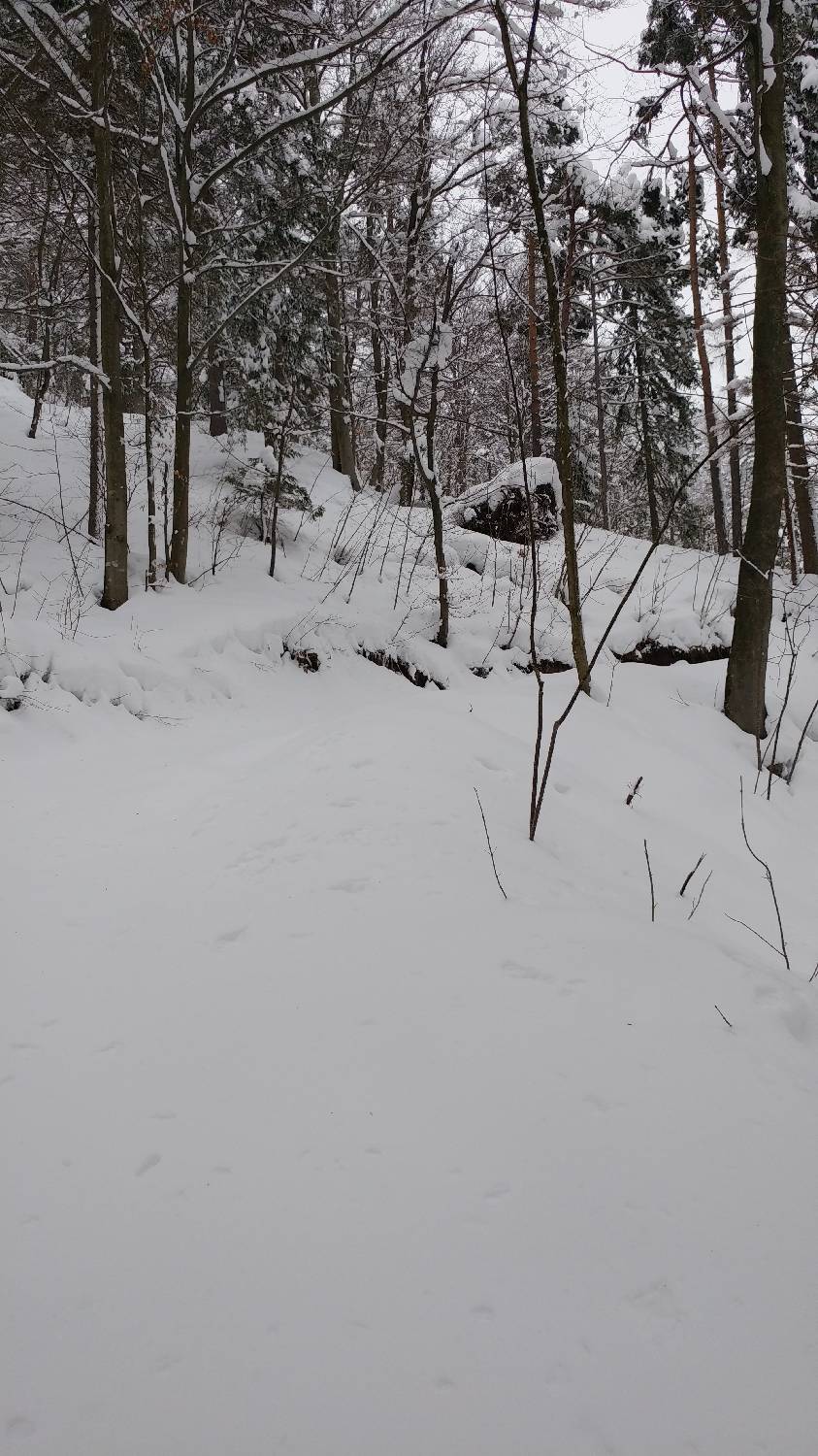 Briše - Polhograjska gora slika 4