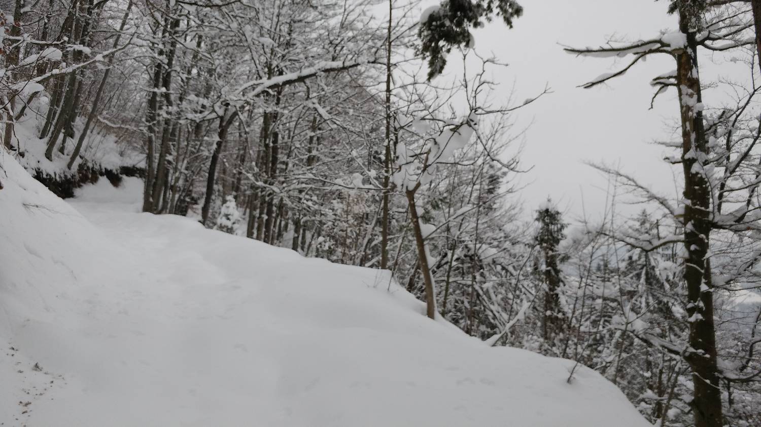 Briše - Polhograjska gora slika 5