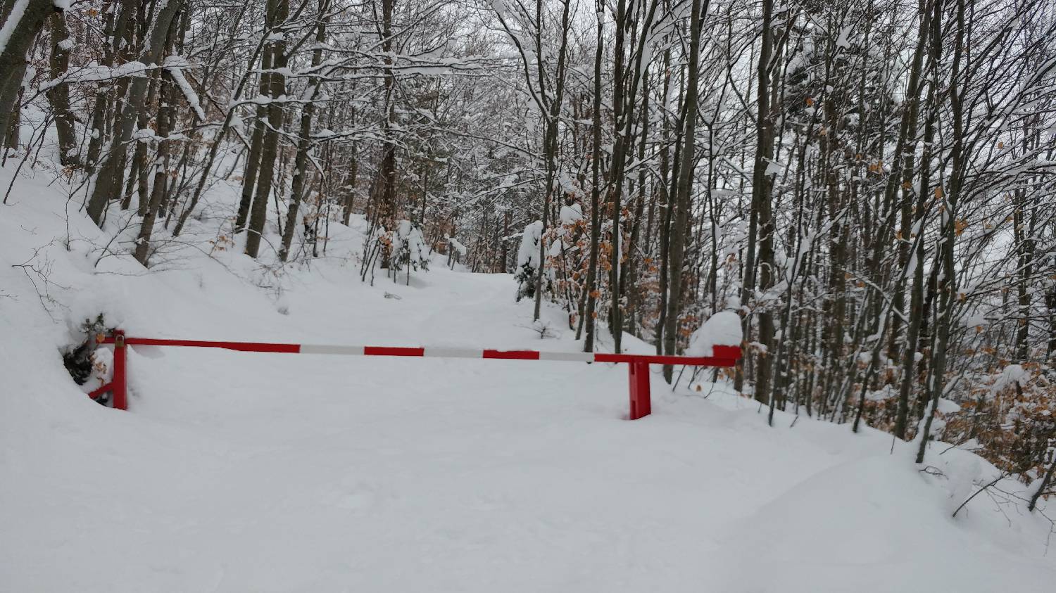 Briše - Polhograjska gora slika 6
