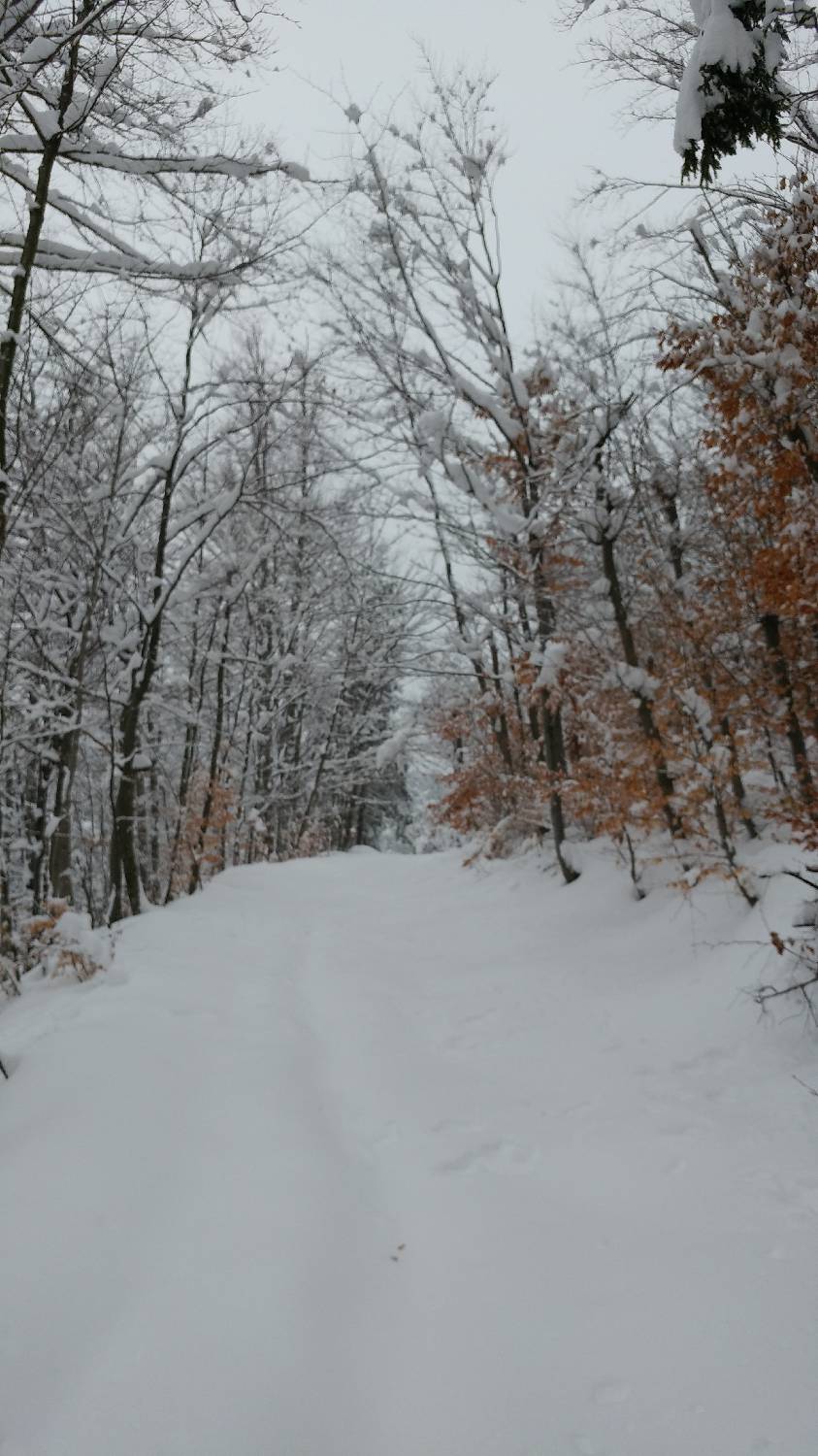 Briše - Polhograjska gora slika 7