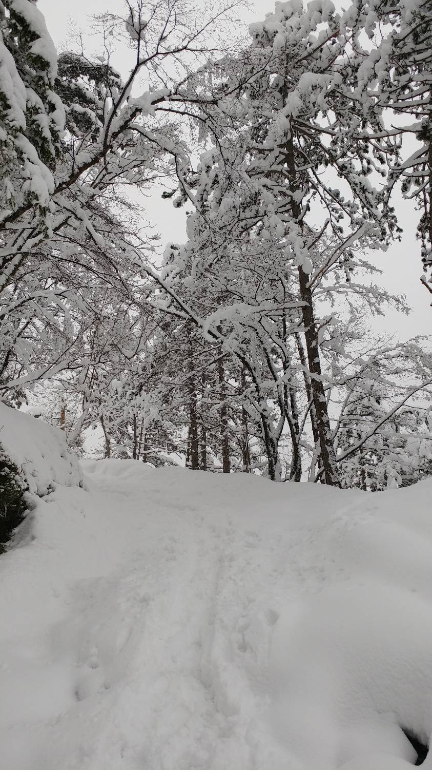 Briše - Polhograjska gora slika 14