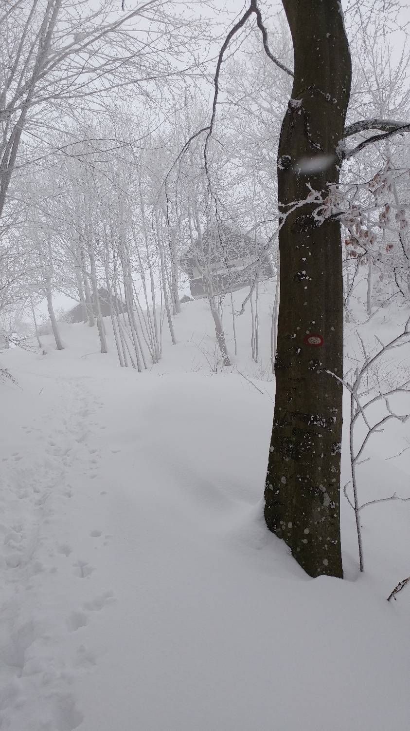 Briše - Polhograjska gora slika 15