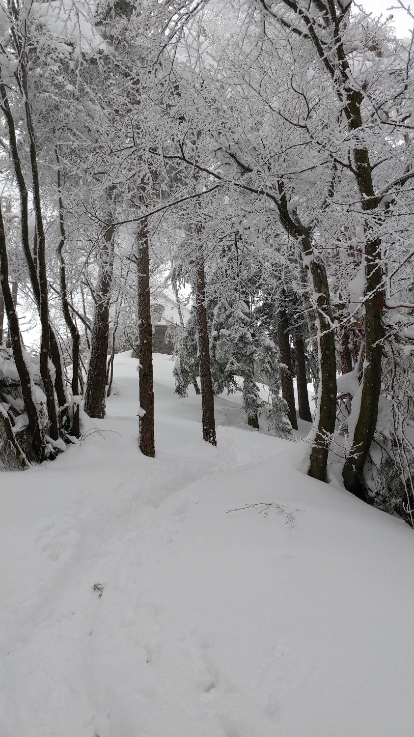 Briše - Polhograjska gora slika 17