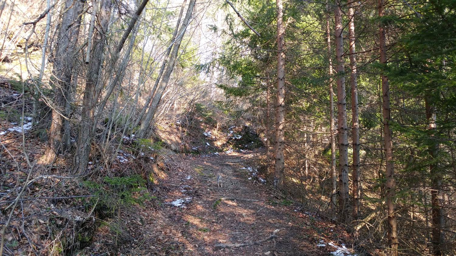 Horjul - Koreno slika 10
