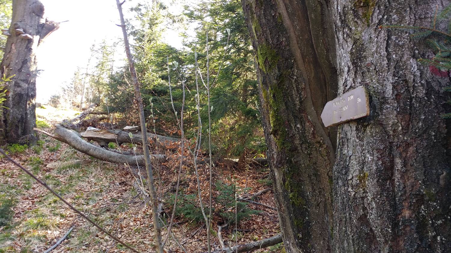 Črnivec - Planina Travnik slika 17