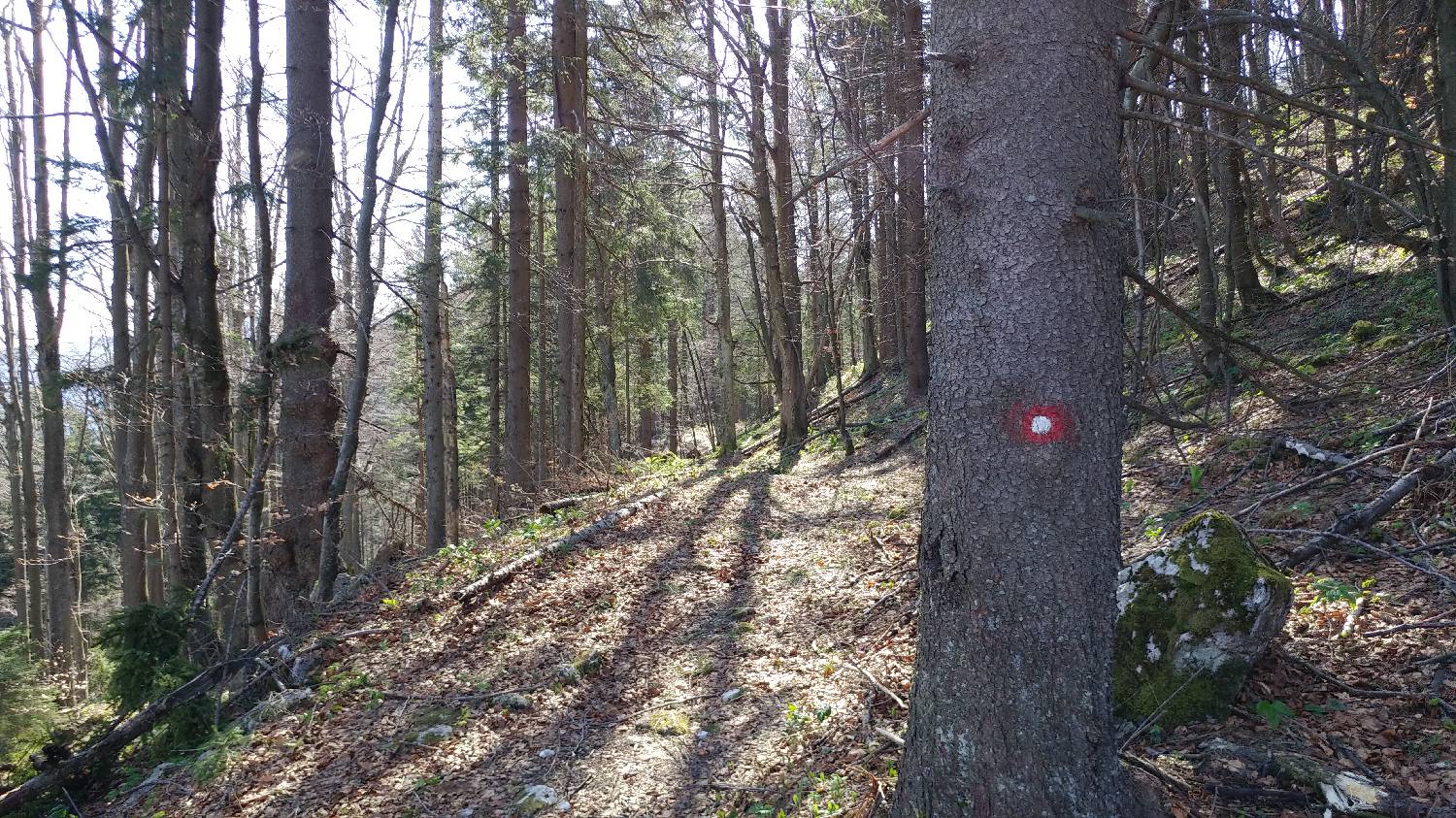 Črnivec - Planina Travnik slika 19
