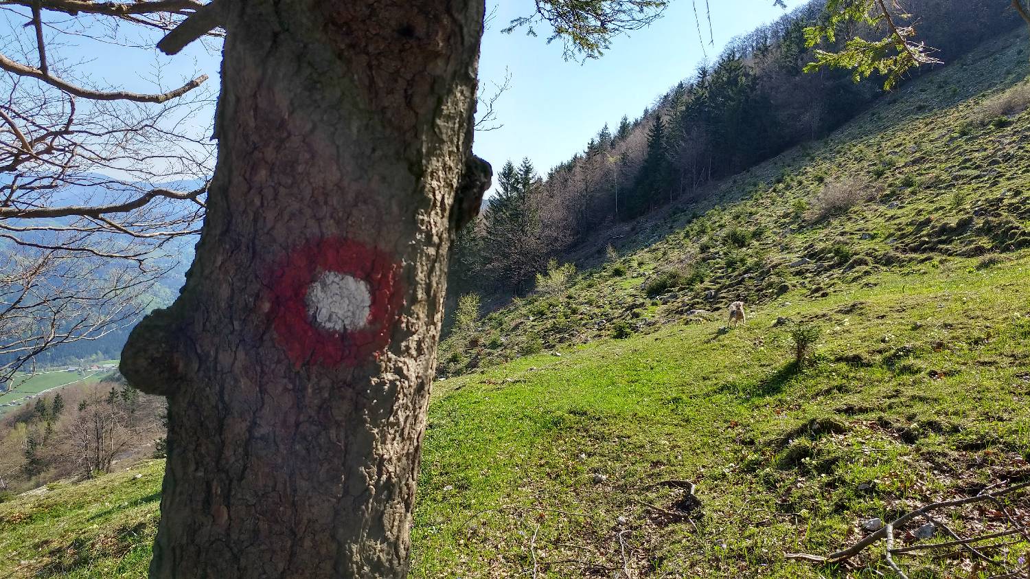Črnivec - Planina Travnik slika 22