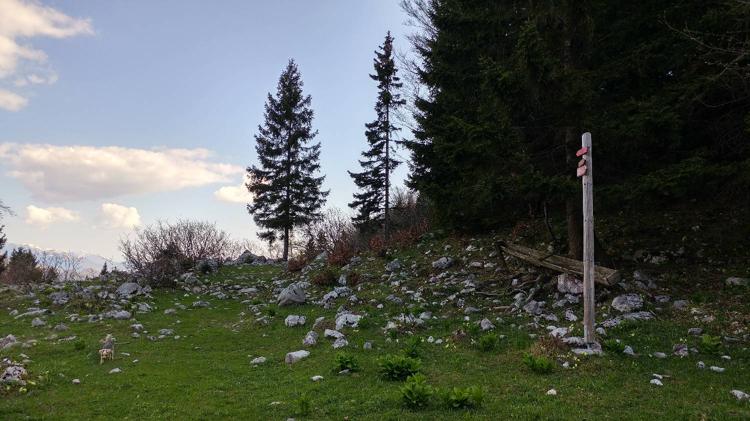 Črnivec - Planina Travnik slika 28