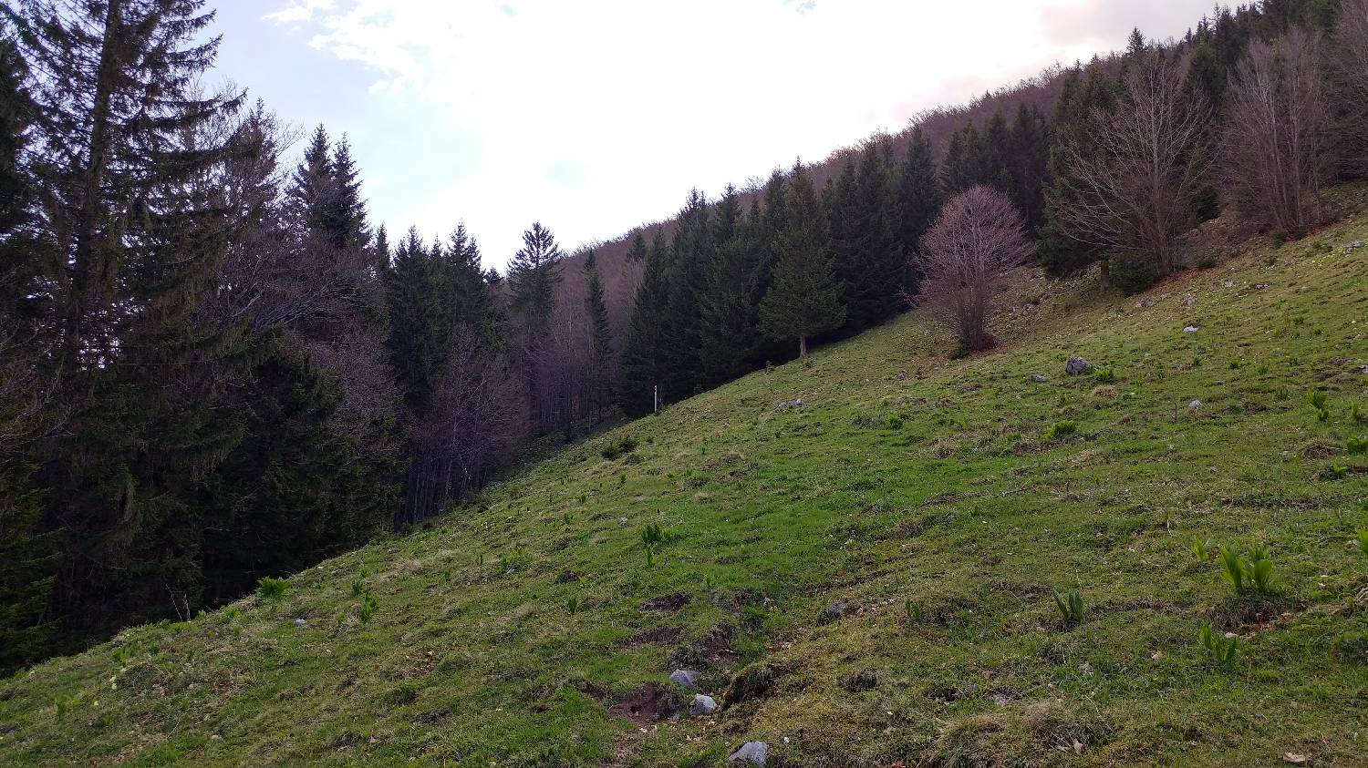 Črnivec - Planina Travnik slika 29