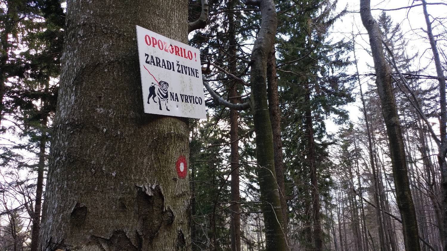 Črnivec - Planina Travnik slika 31