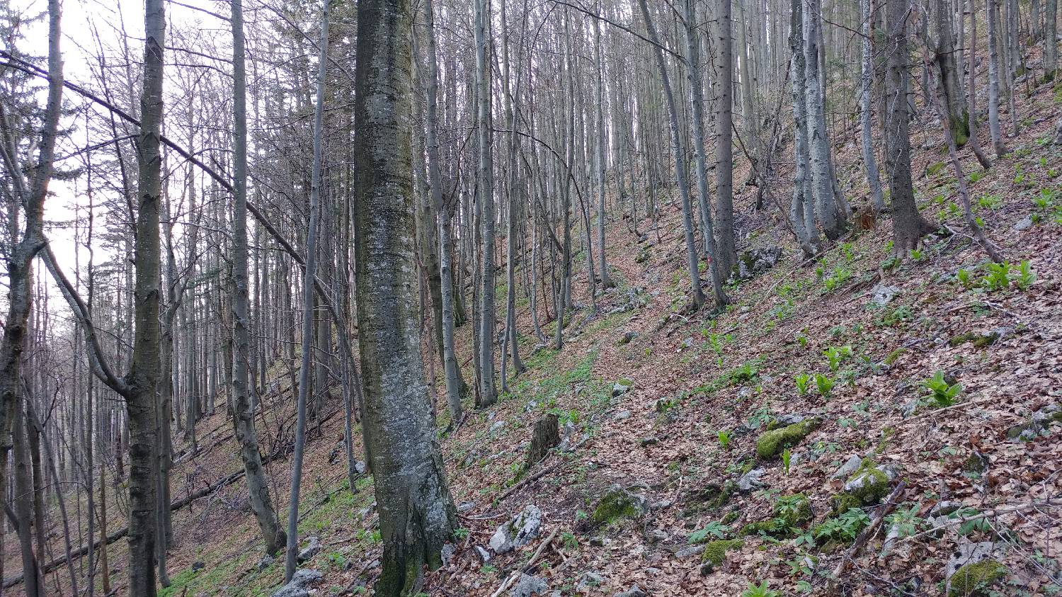 Črnivec - Planina Travnik slika 32