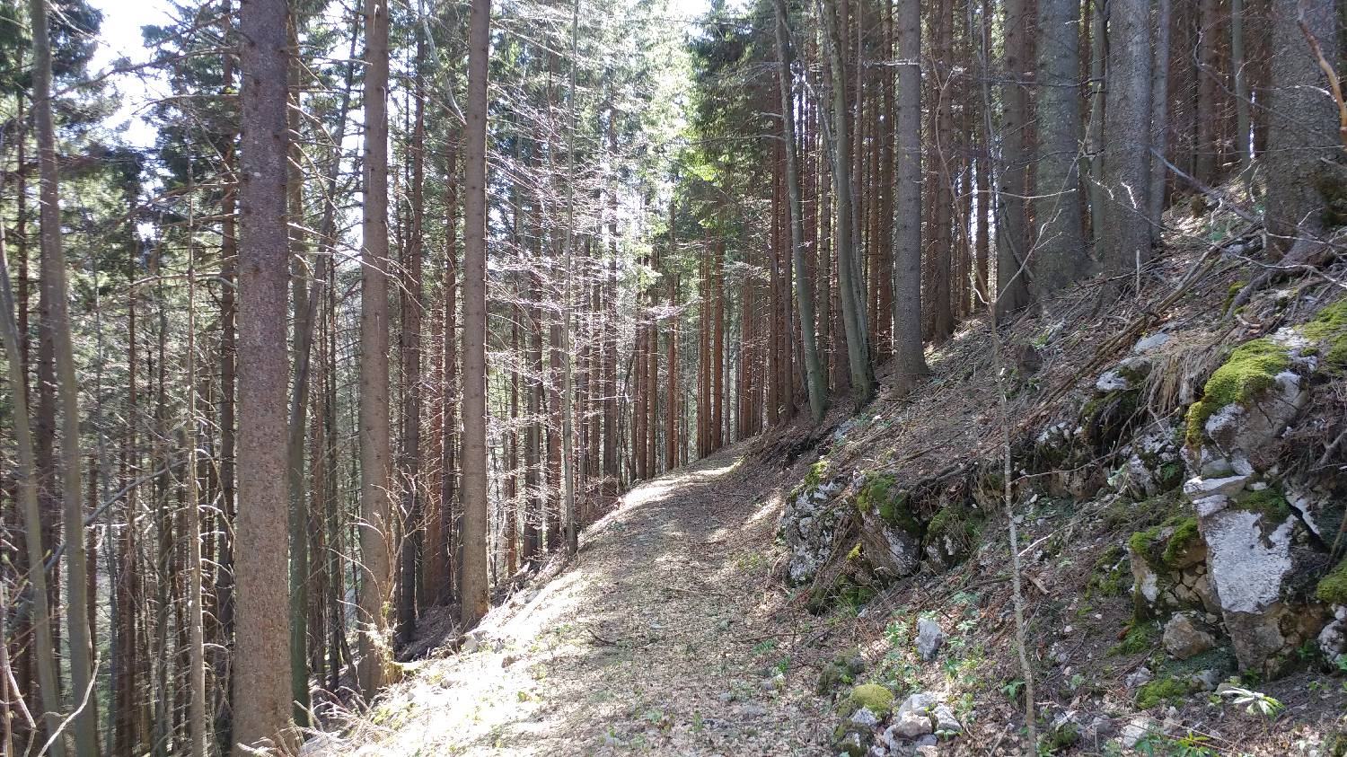 Črnivec - Planina Travnik slika 34