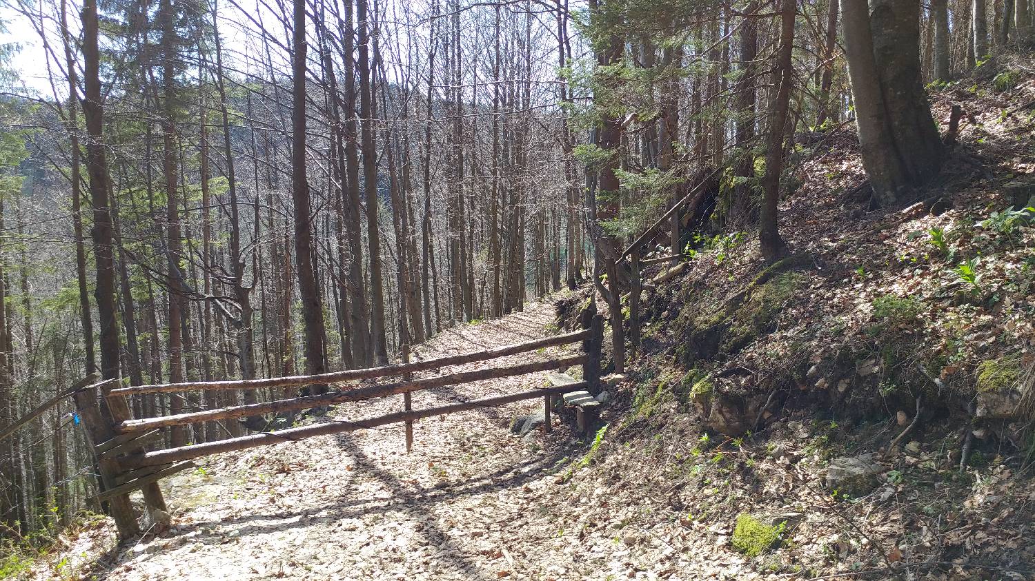 Črnivec - Planina Travnik slika 35