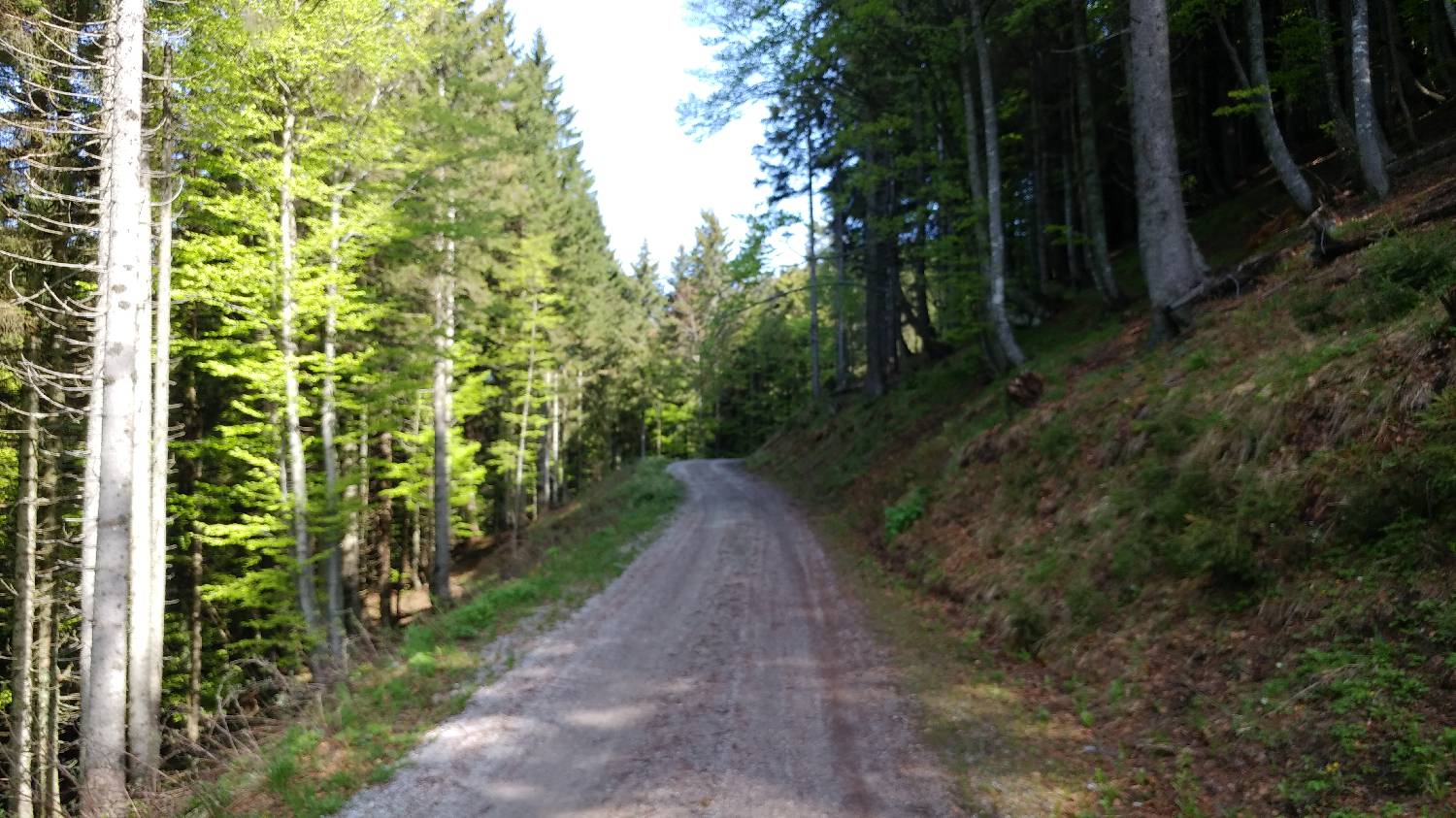 Križovec - Koča na Golici slika 9