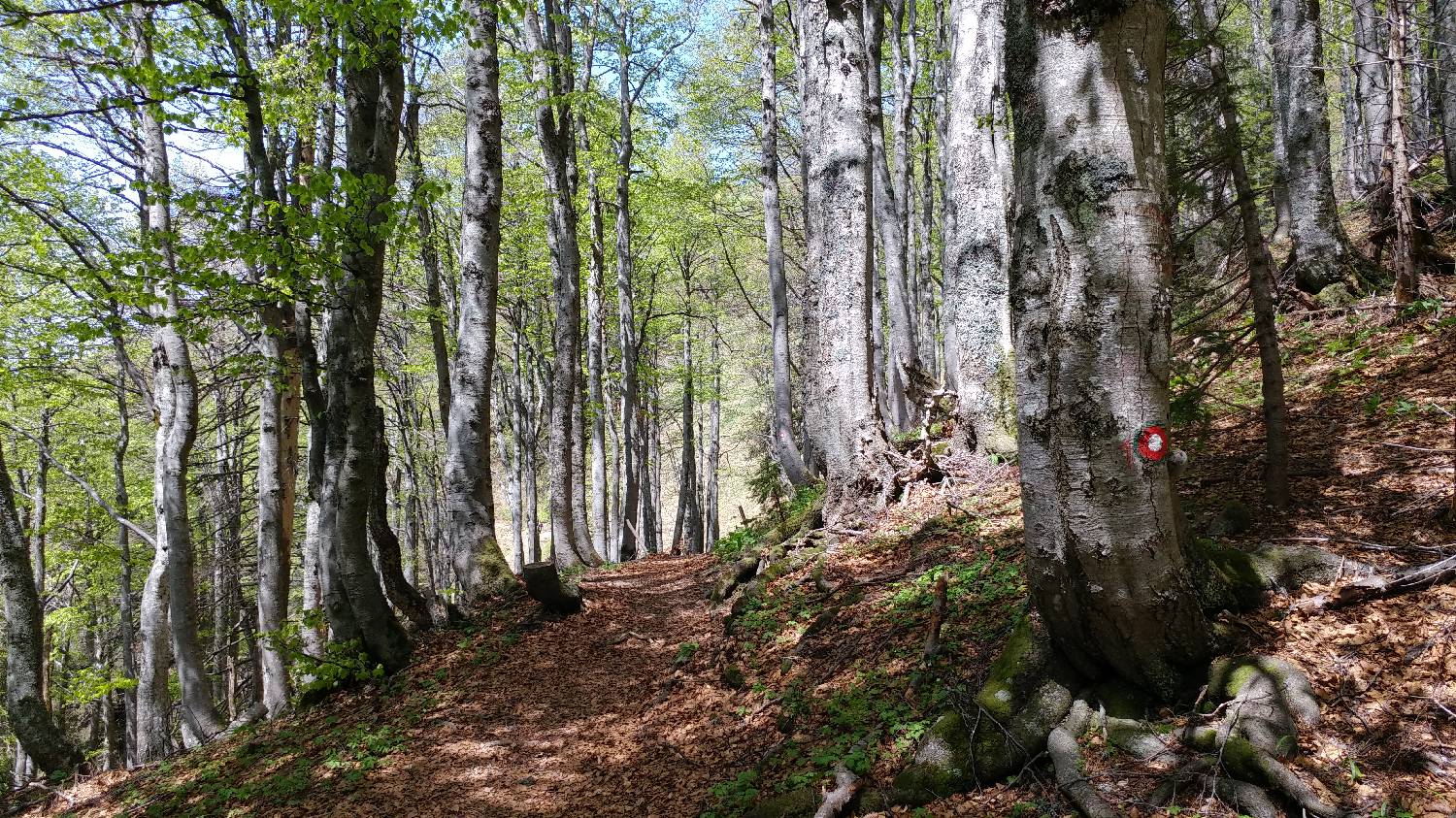 Križovec - Koča na Golici slika 15