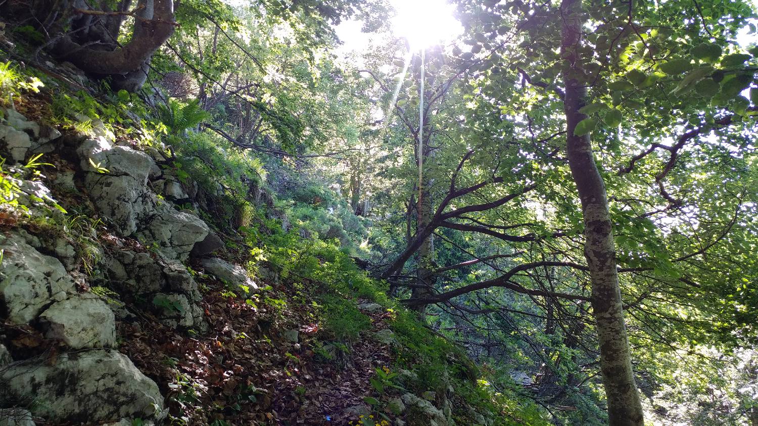 Planina Kuk (Podkuk) - Vogel slika 12