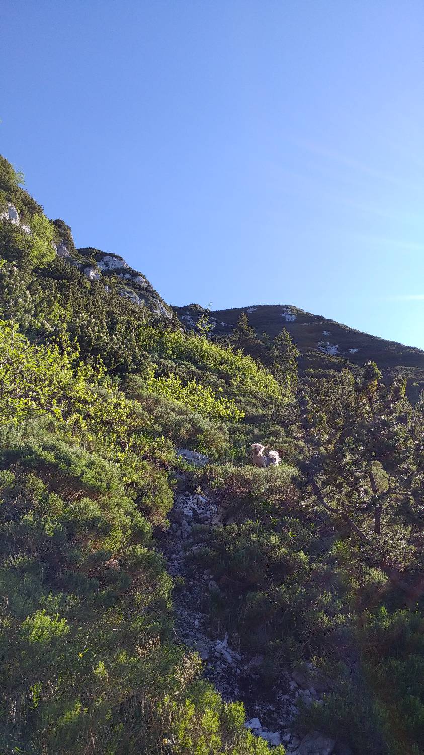 Planina Kuk (Podkuk) - Vogel slika 16