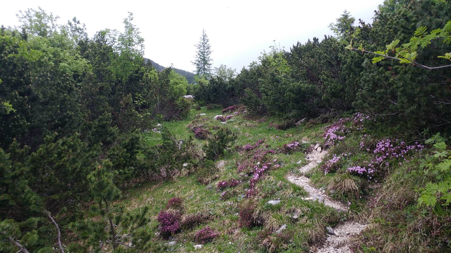 Planina Kuk (Podkuk) - Vrh nad Škrbino slika 24