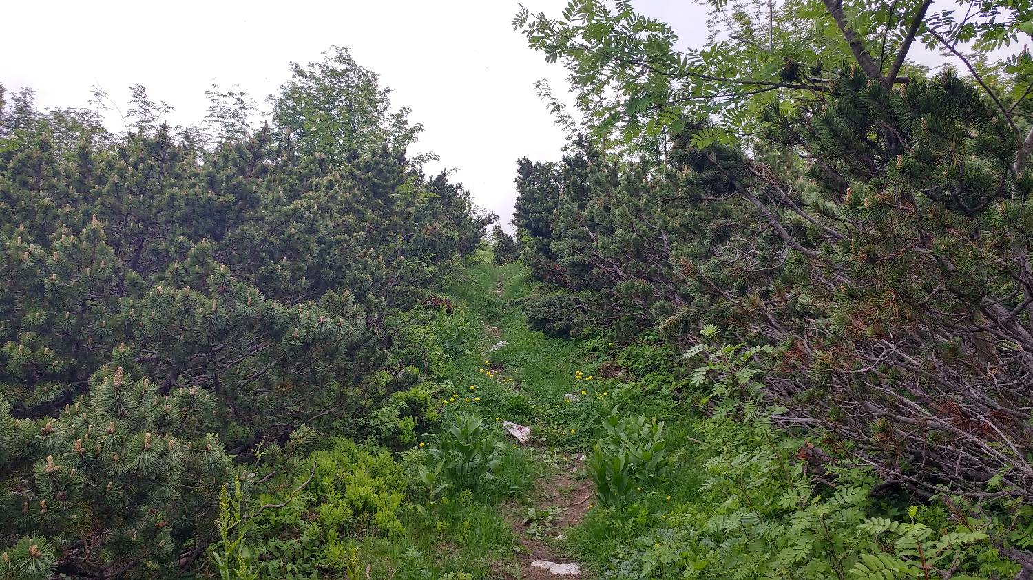 Planina Kuk (Podkuk) - Vrh nad Škrbino slika 22