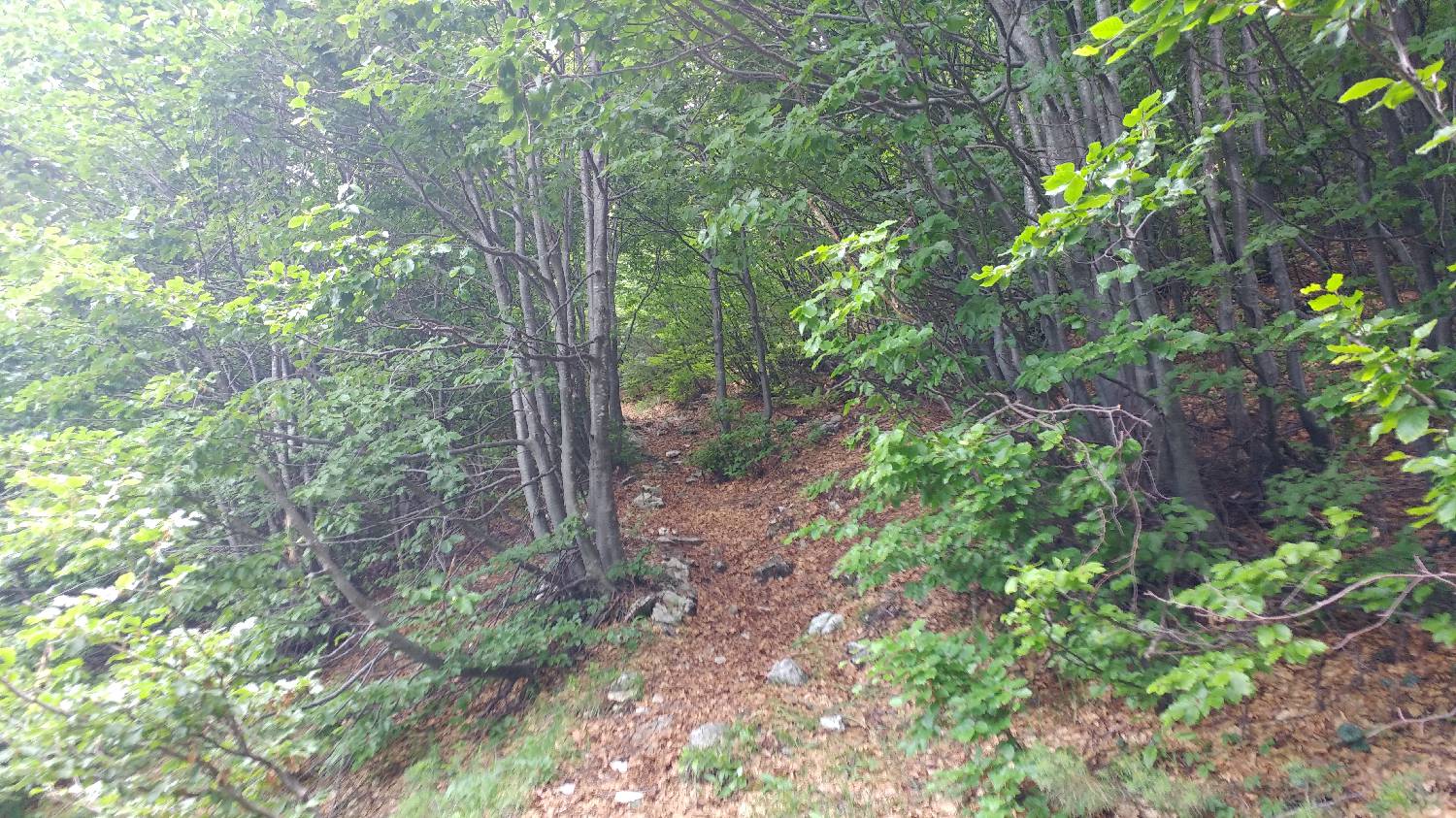 Planina Kuk (Podkuk) - Vrh nad Škrbino slika 20