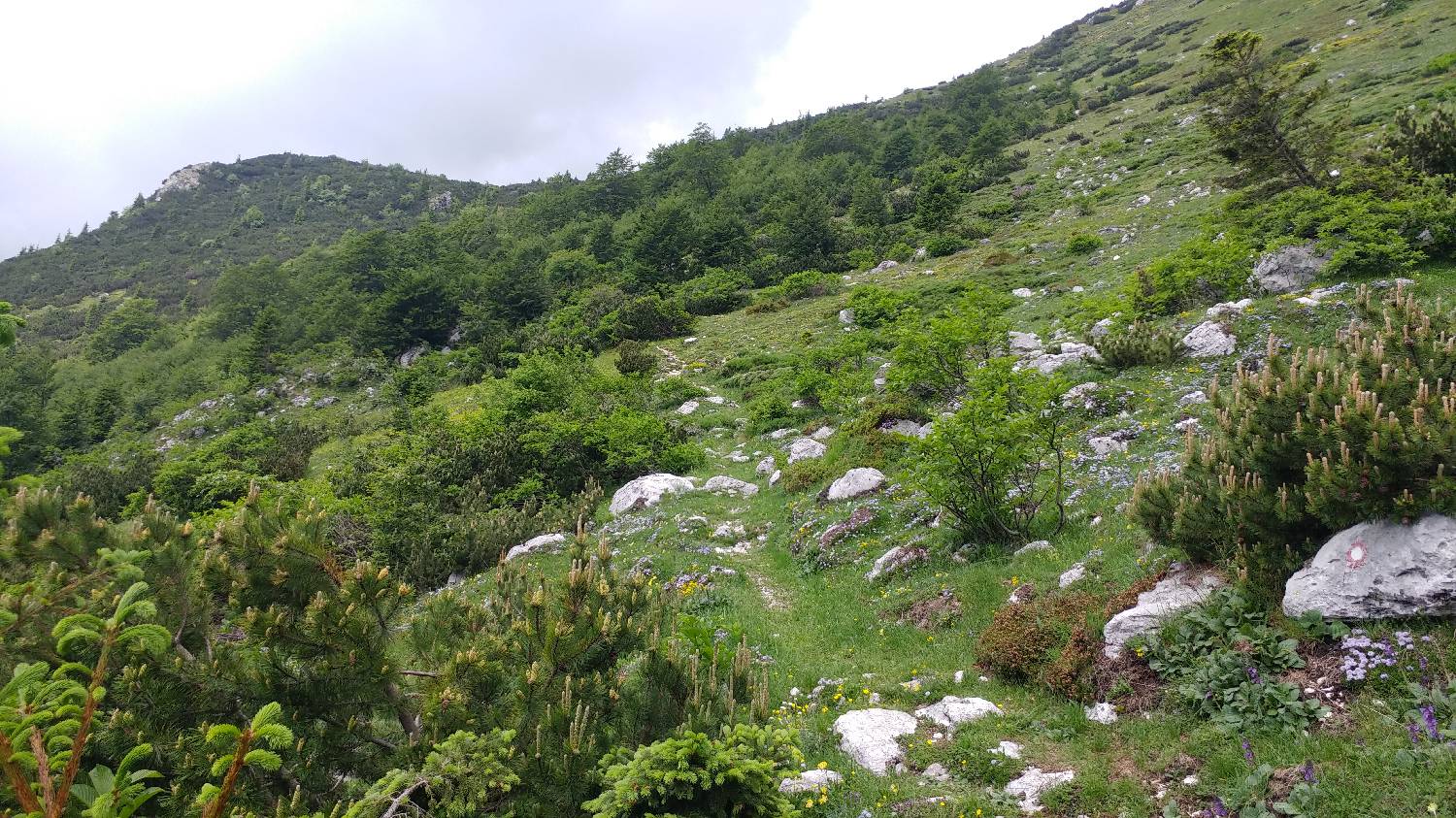Planina Kuk (Podkuk) - Vrh nad Škrbino slika 19
