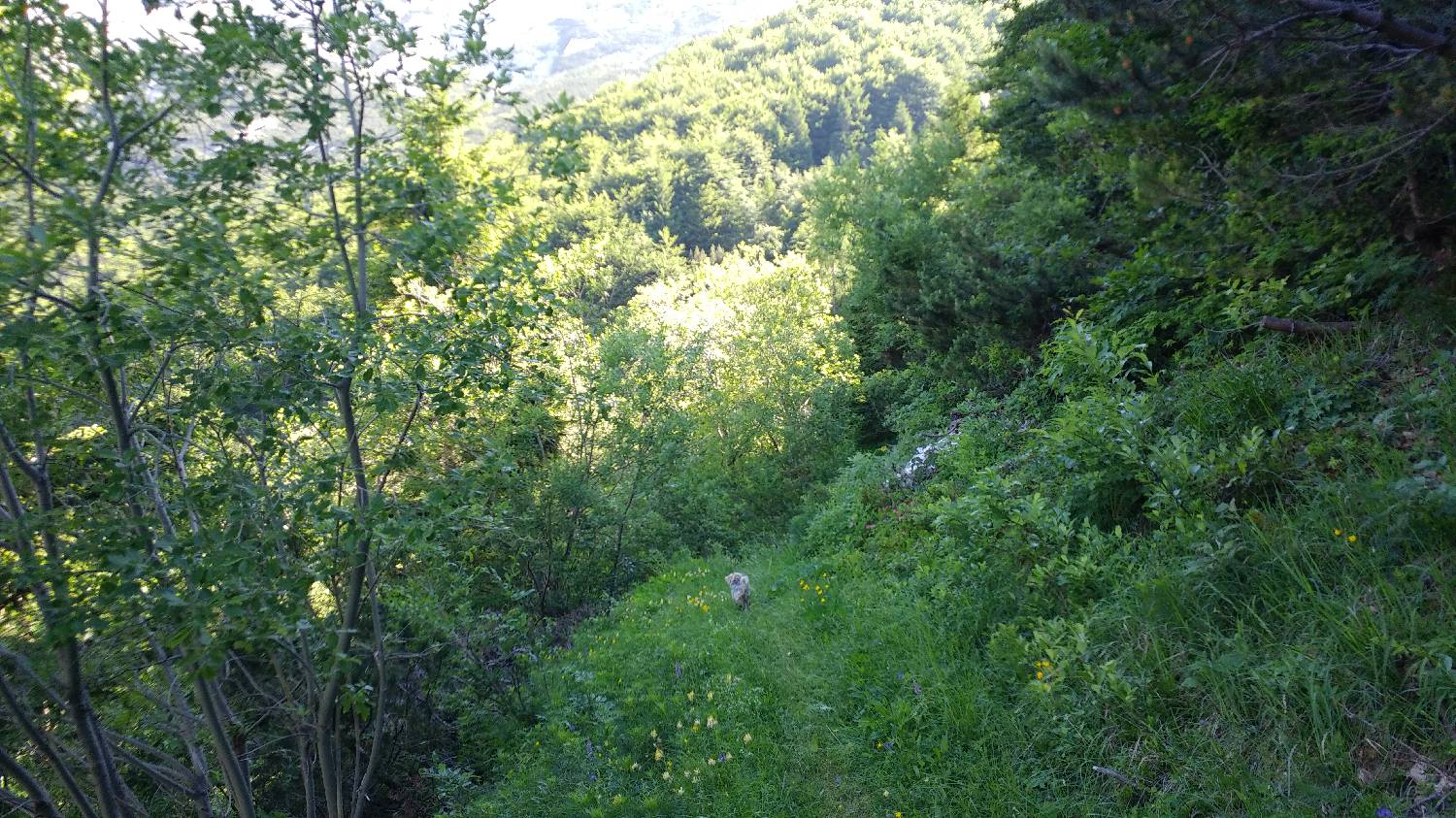 Planina Srednica - Vrh Škrli slika 39
