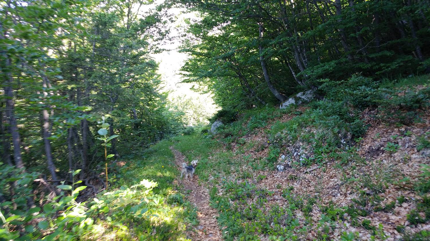 Planina Srednica - Vrh Škrli slika 41