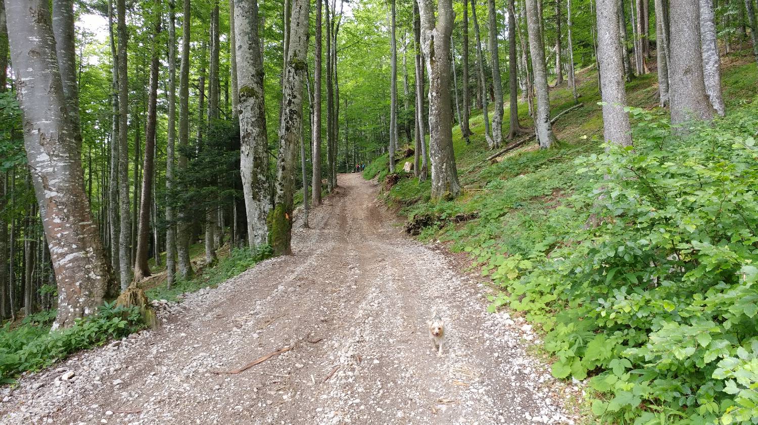Bistriška planina - Lešanska planina slika 3