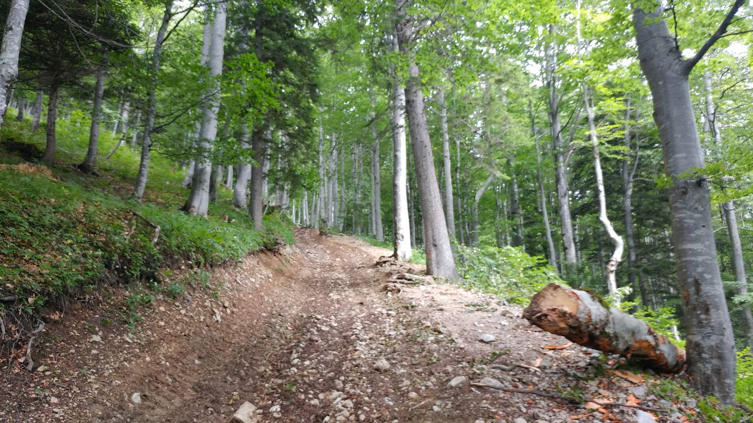 Bistriška planina - Koča na Dobrči slika 4