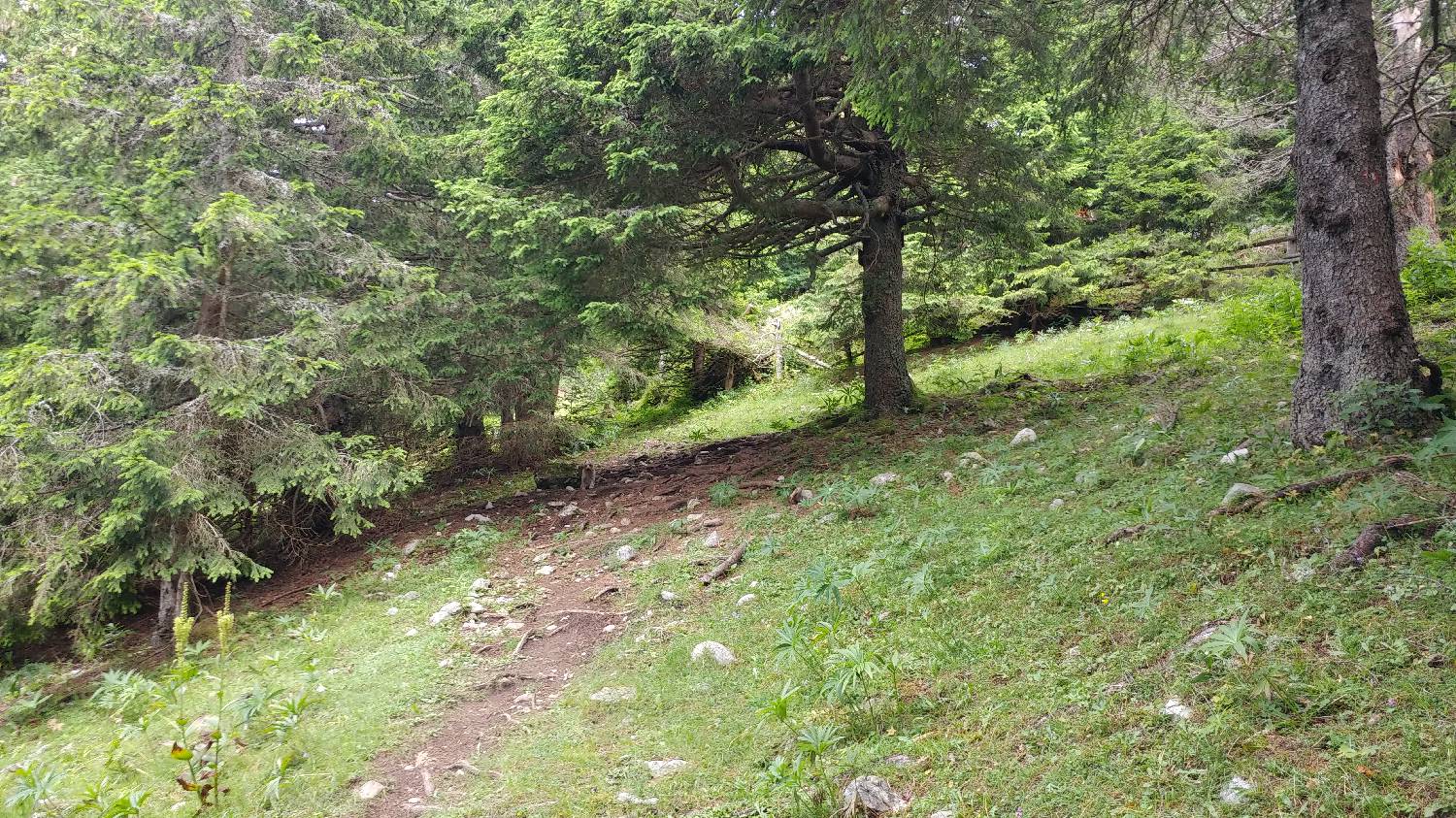 Bistriška planina - Koča na Dobrči slika 12