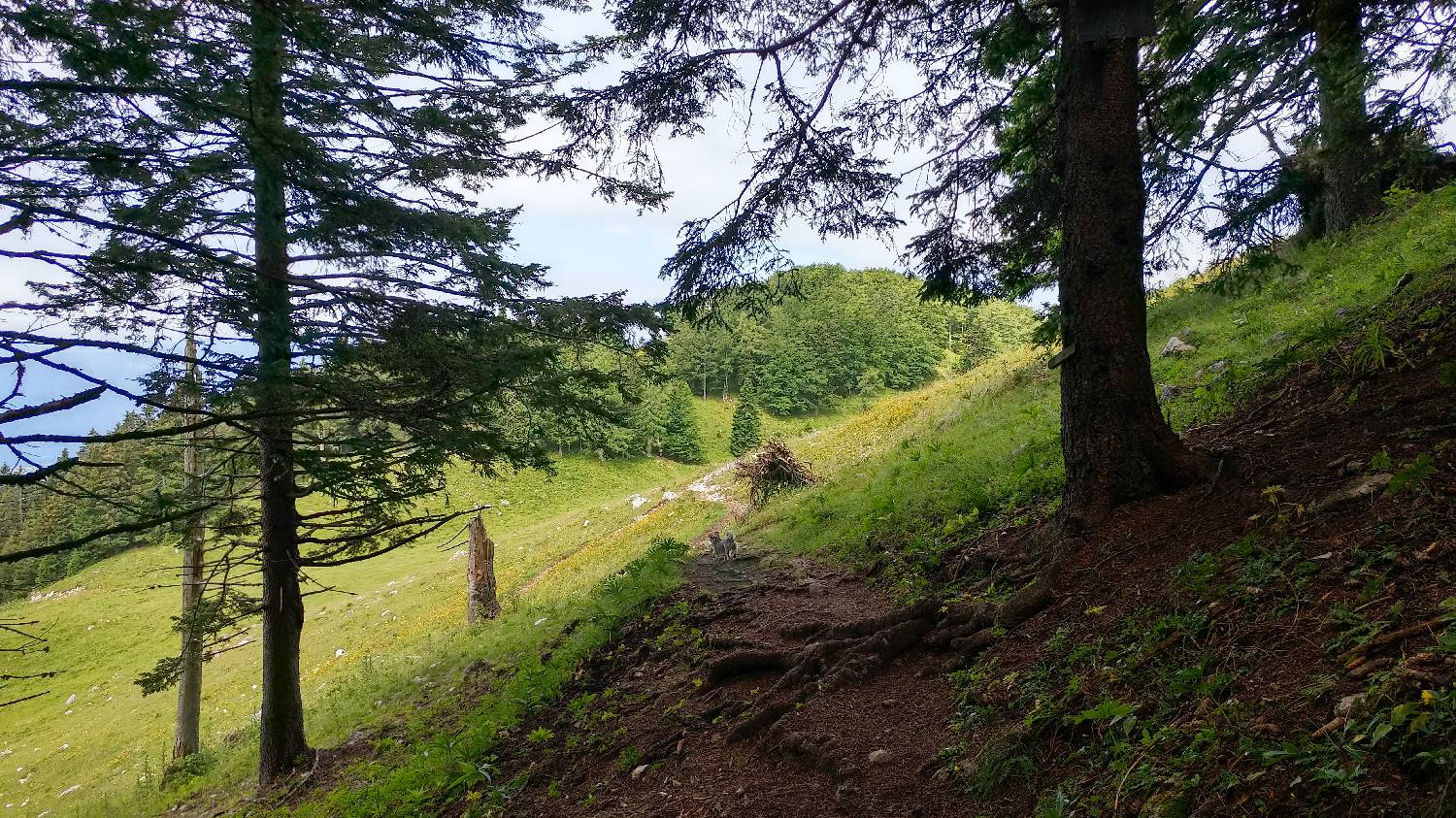 Bistriška planina - Koča na Dobrči slika 17