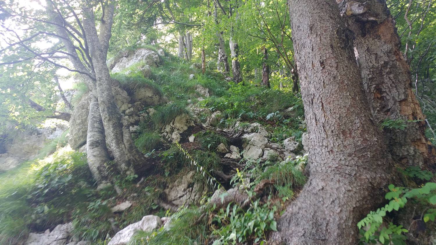 Planinski dom Savica - Dolič slika 18