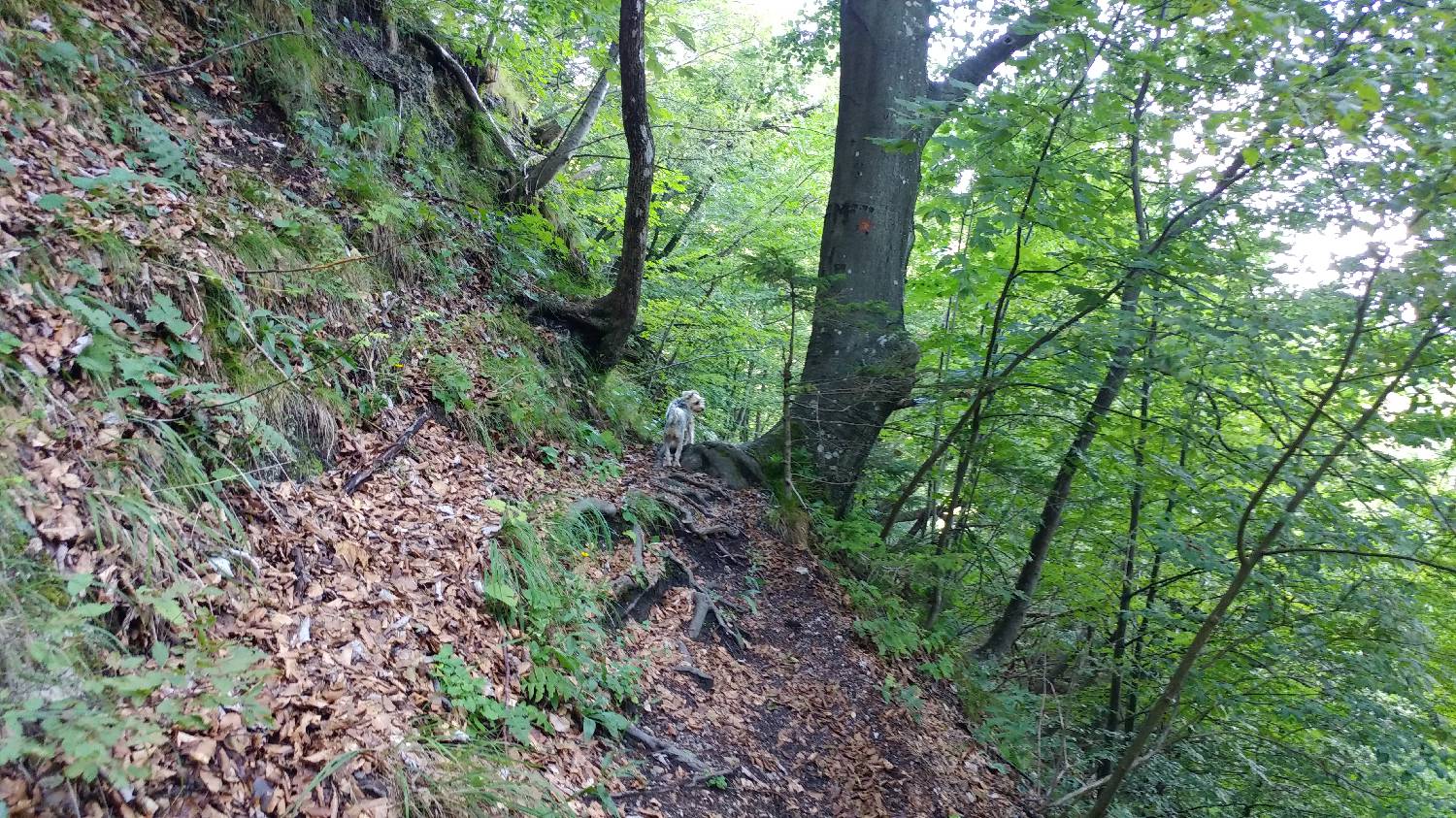 Dom na Govejku - Brunarica Osovnik slika 8