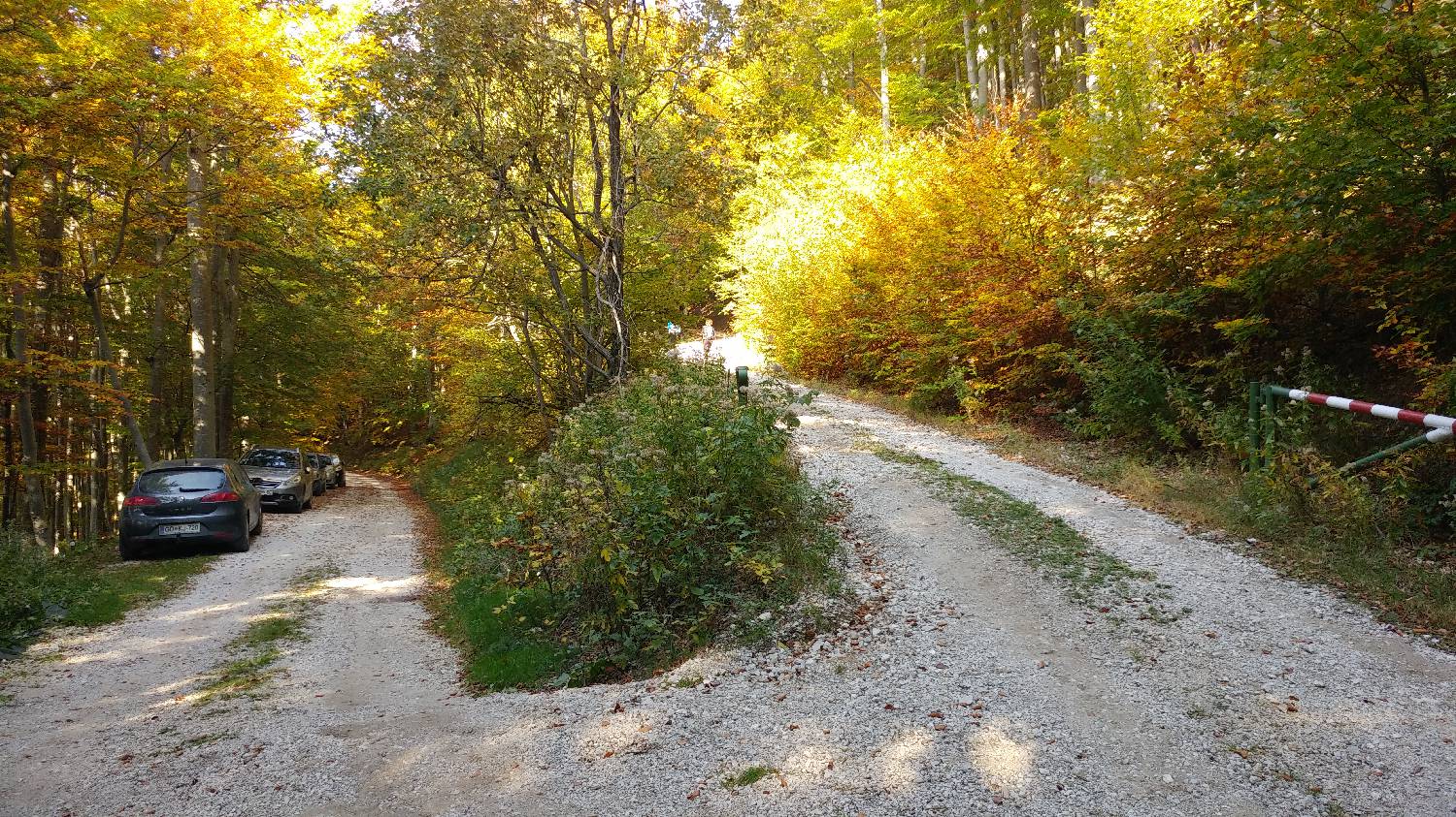 Rutarski gozd main photo