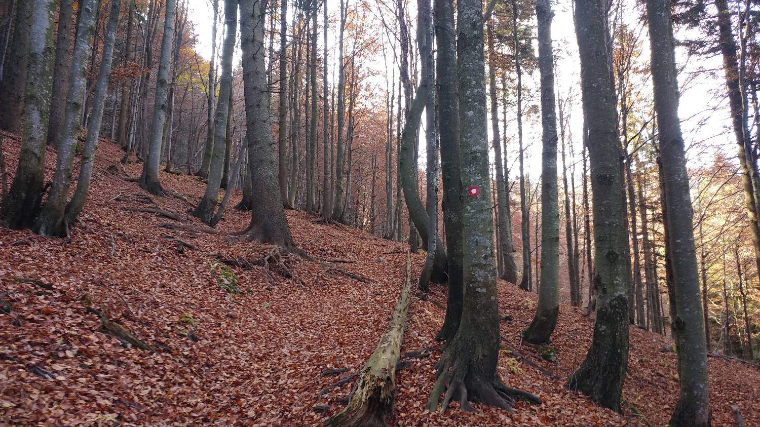 Planinski dom Petrovo Brdo - Porezen slika 12