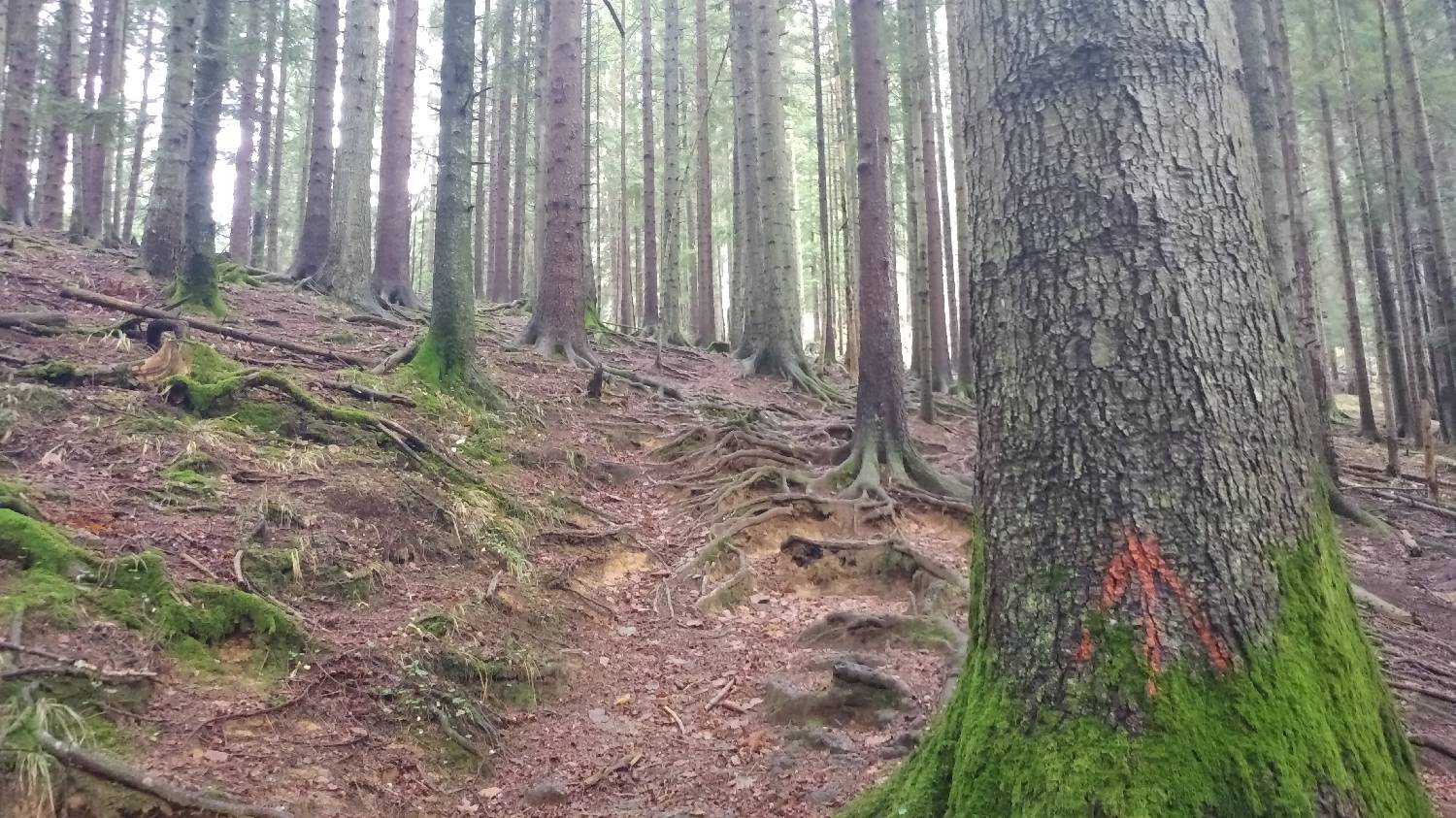 Dom v Dragi - Tomčeva koča na Poljški planini slika 8
