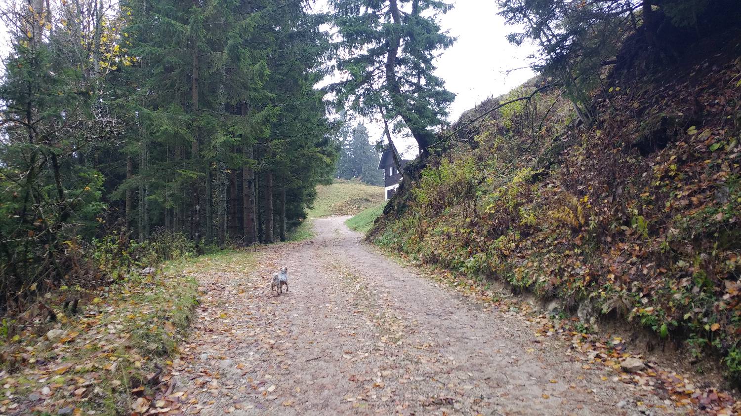 Dom v Dragi - Veliki vrh (Begunjščica) slika 18