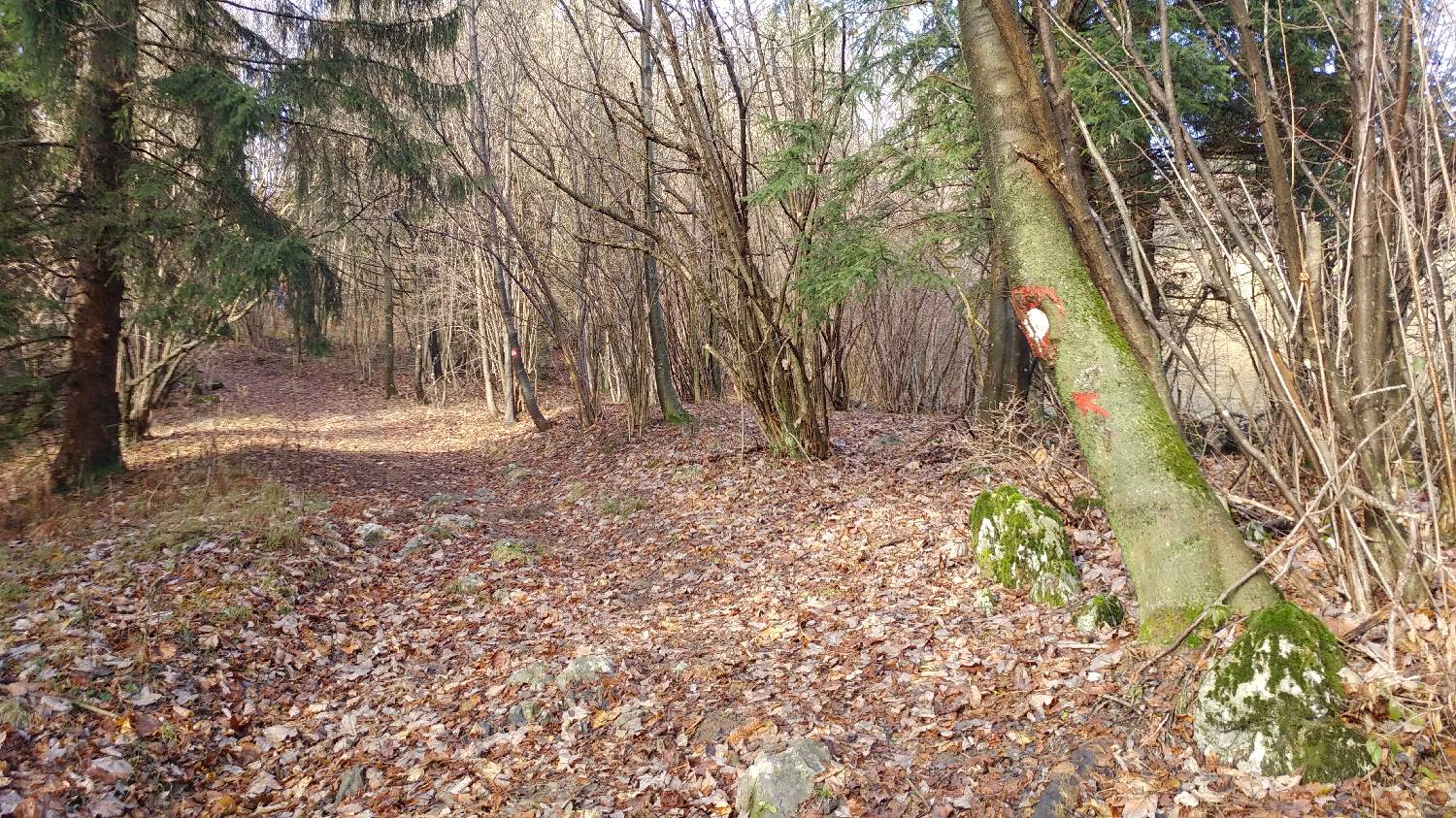 Avsa - Srednji vrh (Matajur) slika 3