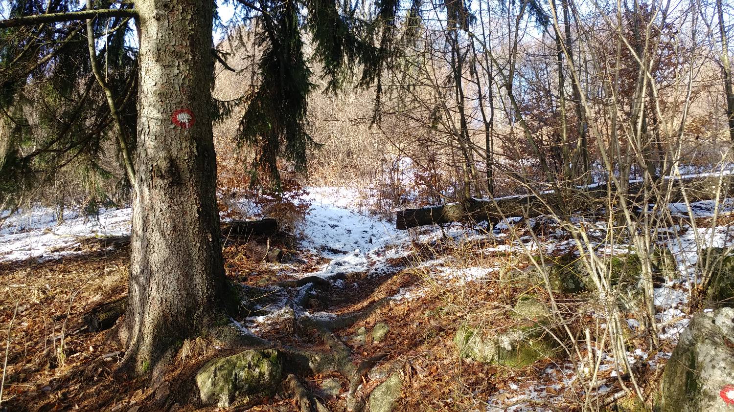 Avsa - Srednji vrh (Matajur) slika 5