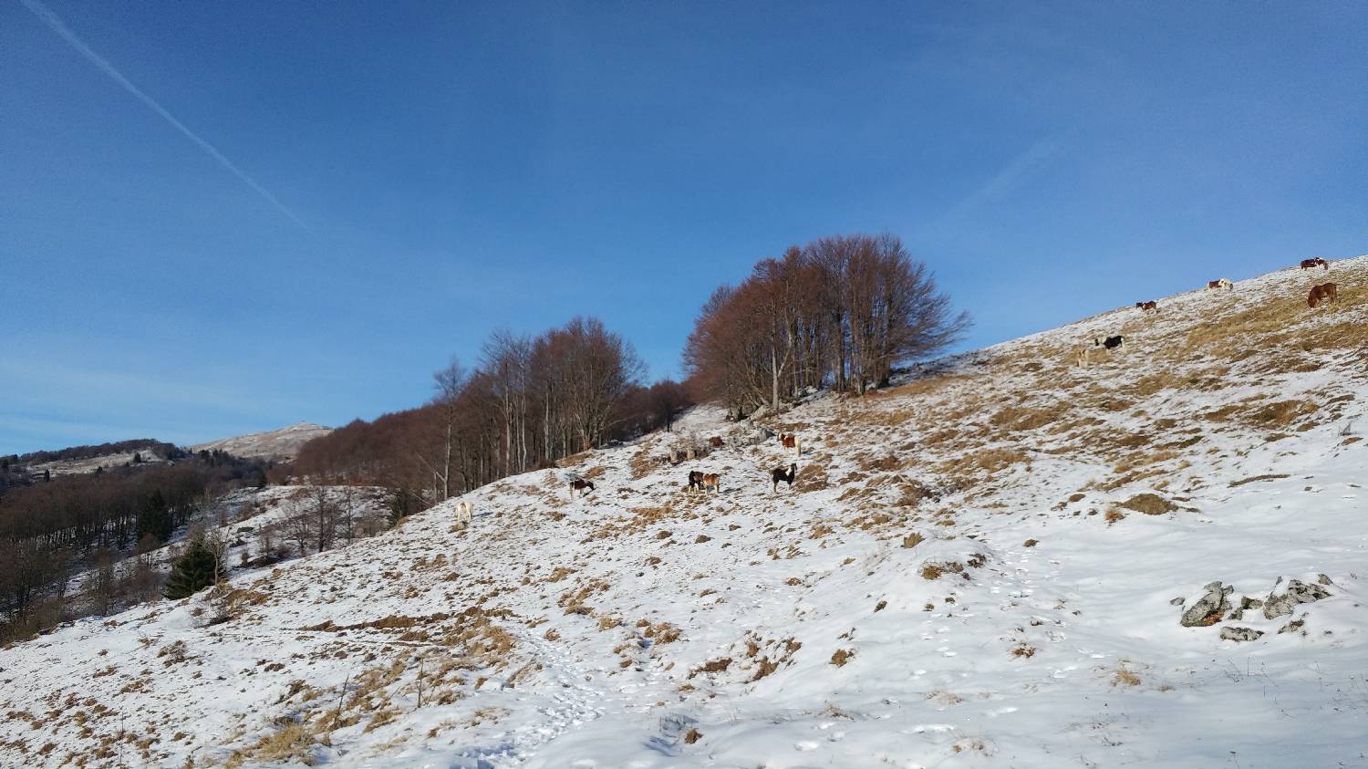 Avsa - Srednji vrh (Matajur) slika 15
