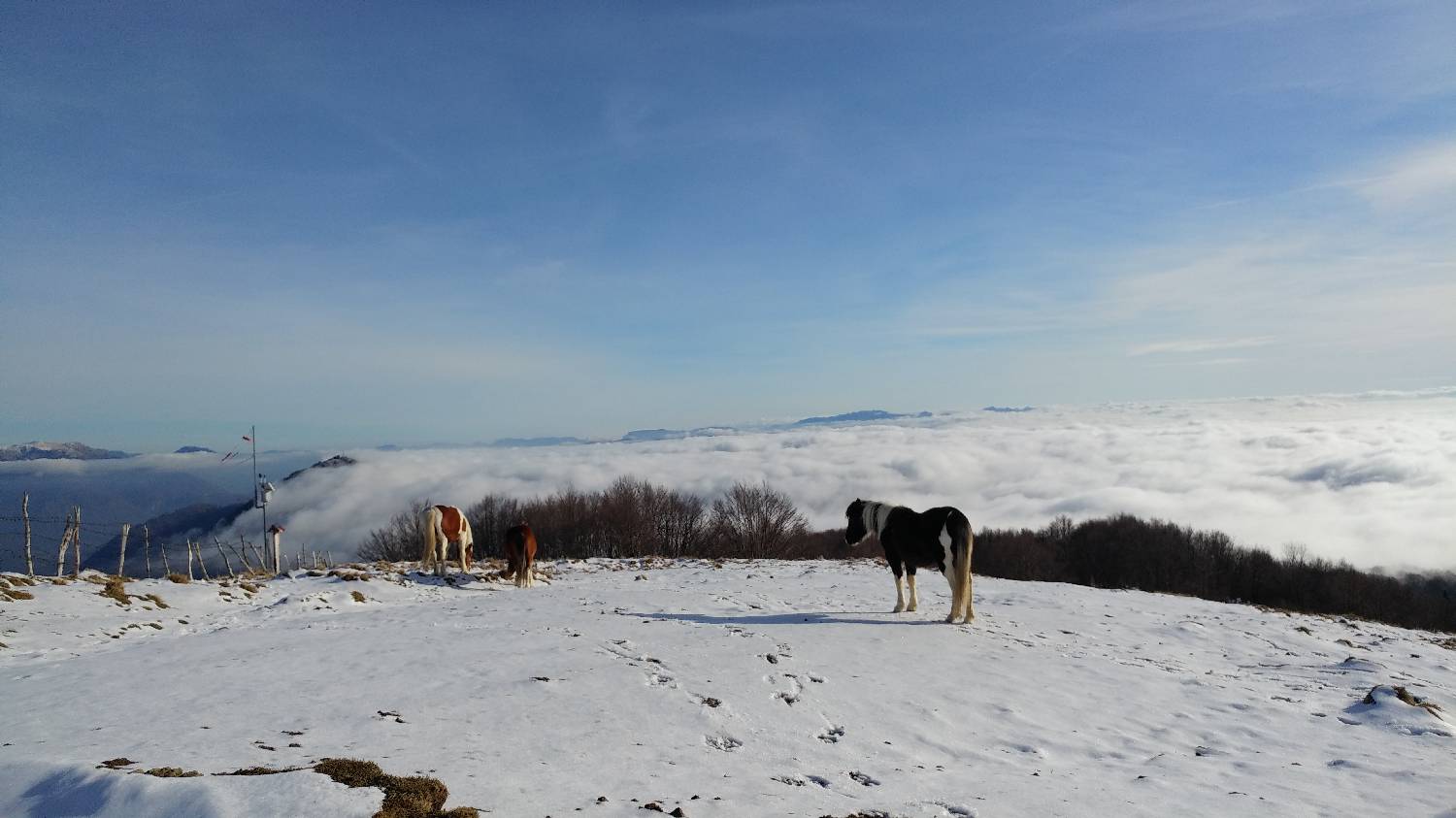 Srednji vrh (Matajur) main photo