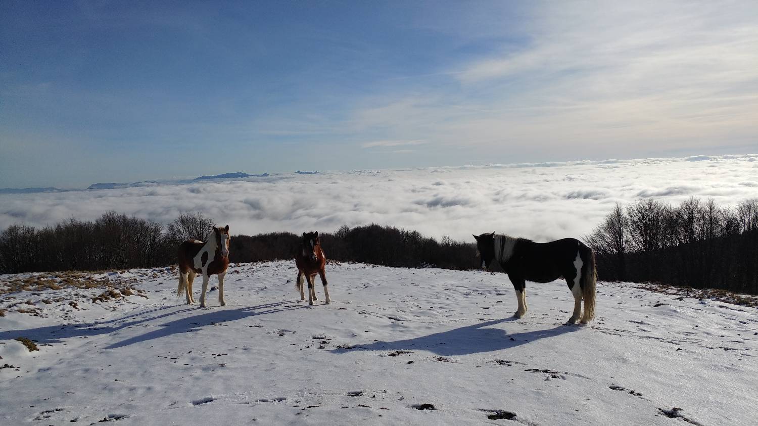 Avsa - Srednji vrh (Matajur) - main photo